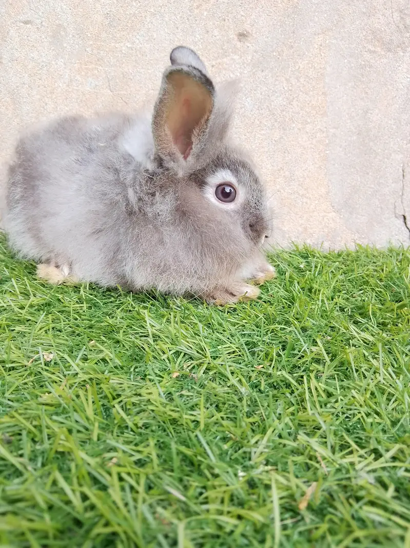 fancy rabbit — photo 4