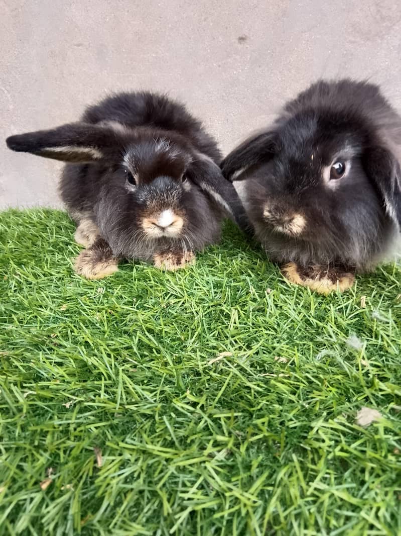 fancy rabbit 4