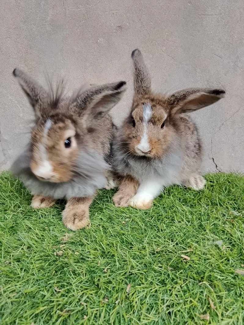 fancy rabbit — photo 6