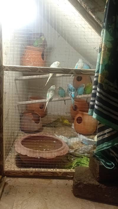9 pairs to bajri birds