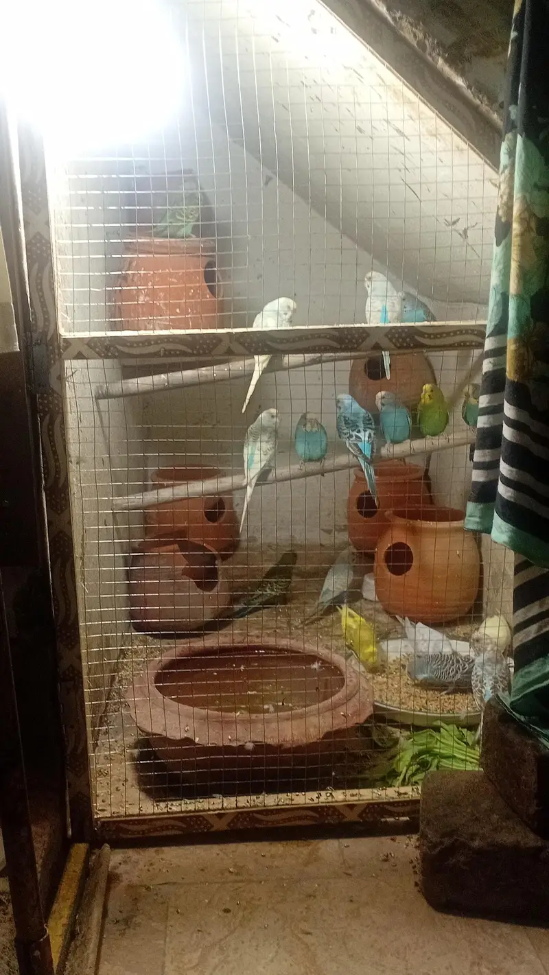 9 pairs to bajri birds — photo 2
