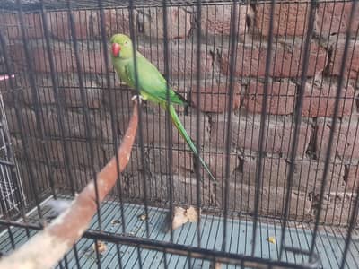 Healthy parot