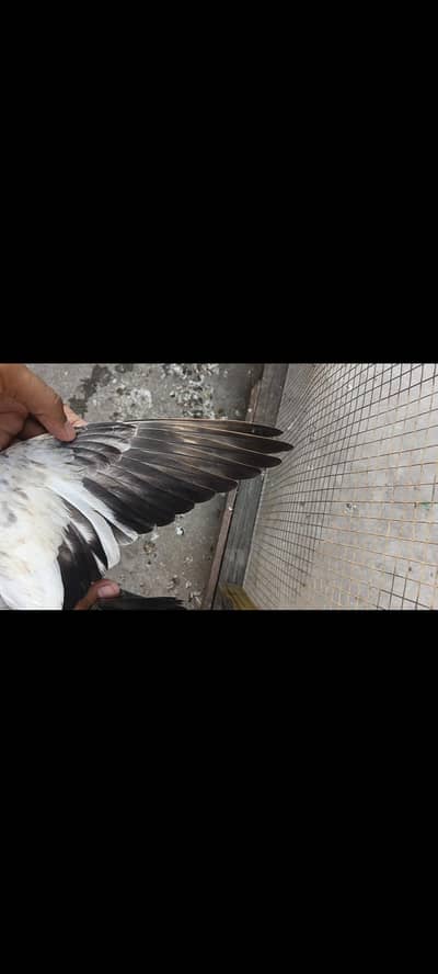 Sialkoti batary baby pigeons