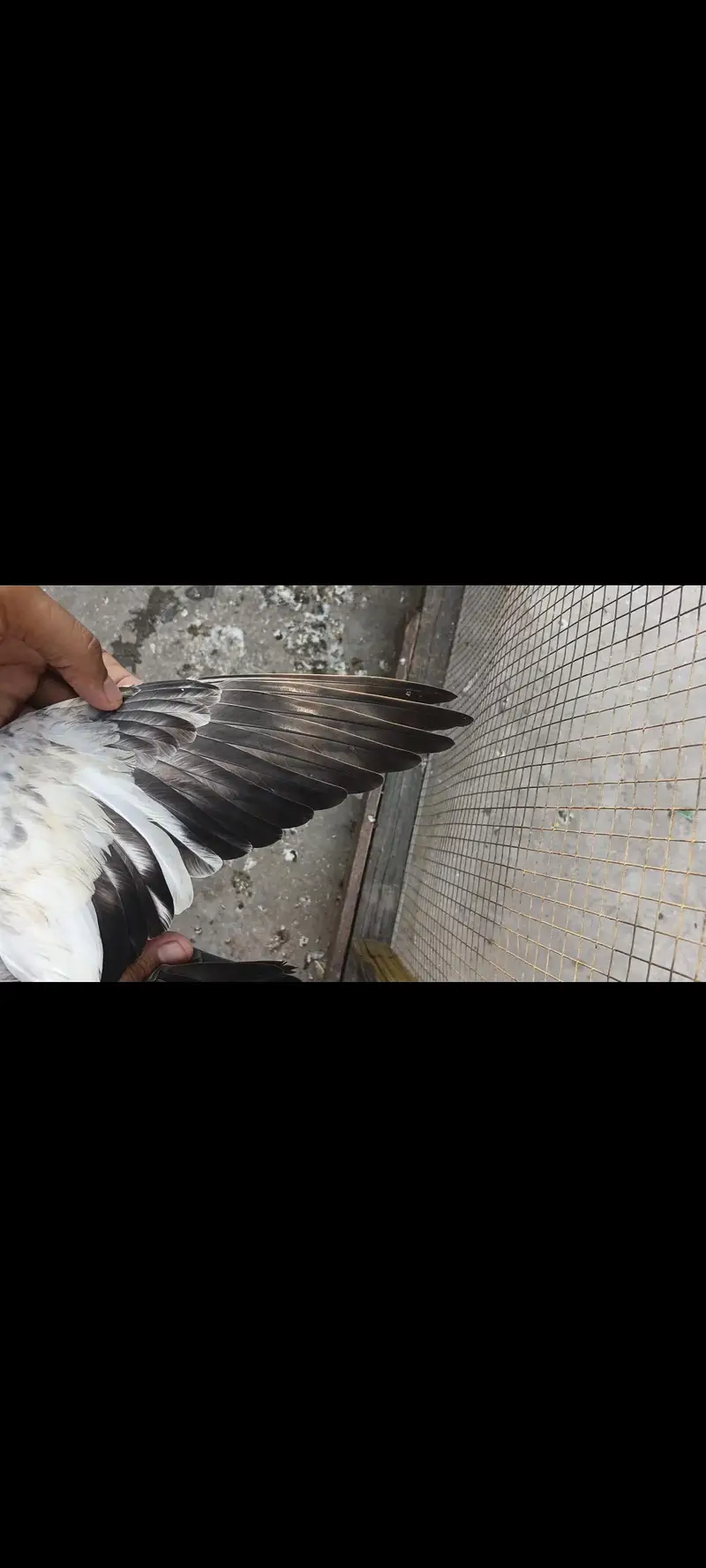 Sialkoti batary baby pigeons — photo 2