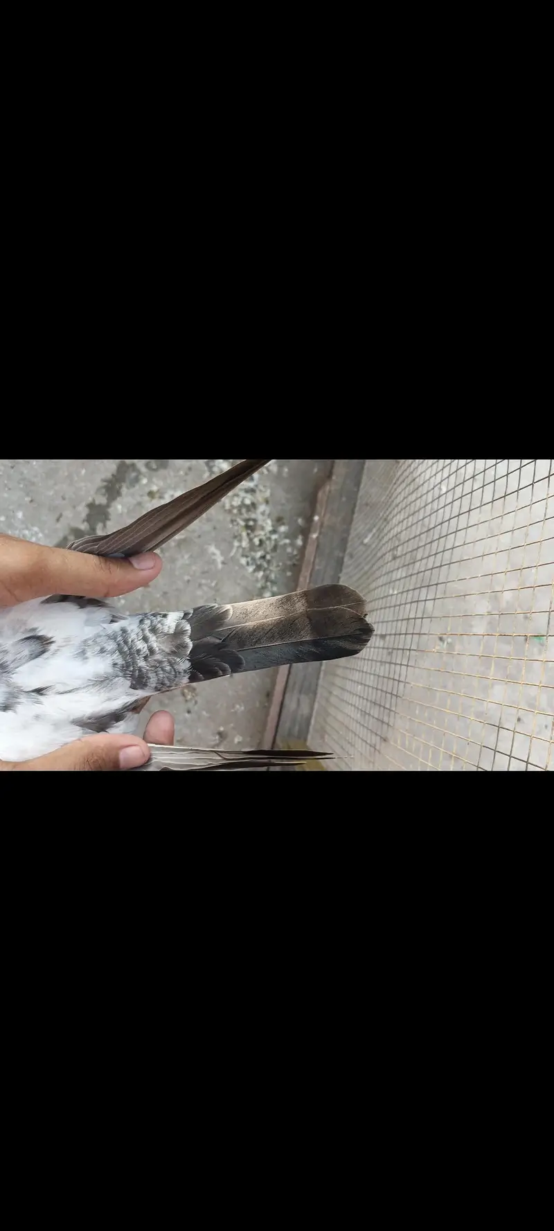 Sialkoti batary baby pigeons — photo 3