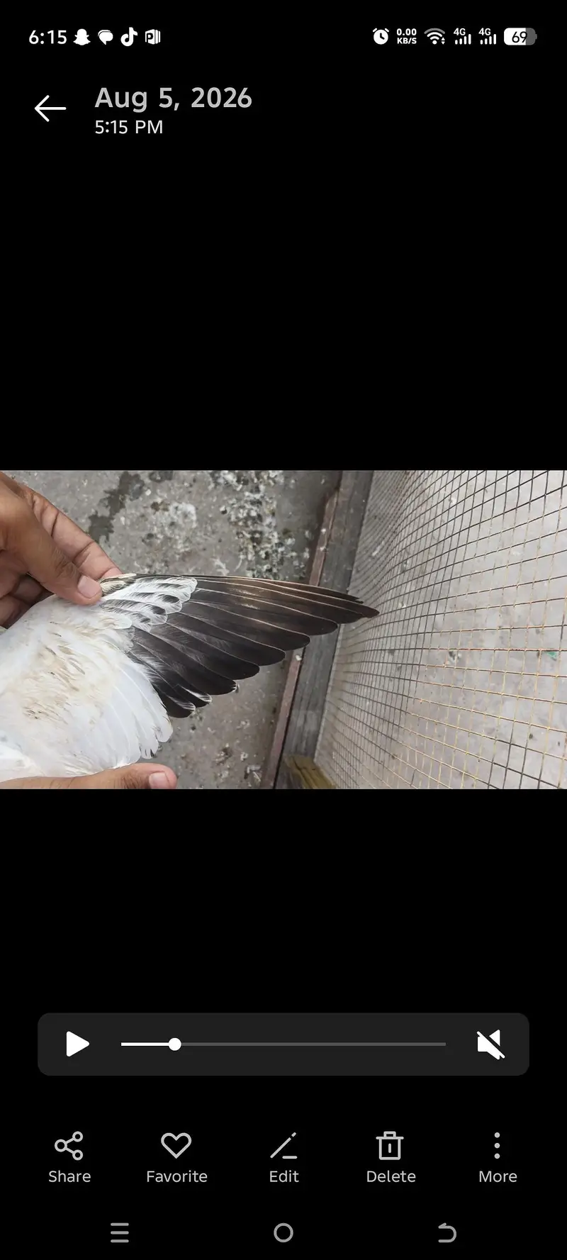 Sialkoti batary baby pigeons — photo 6