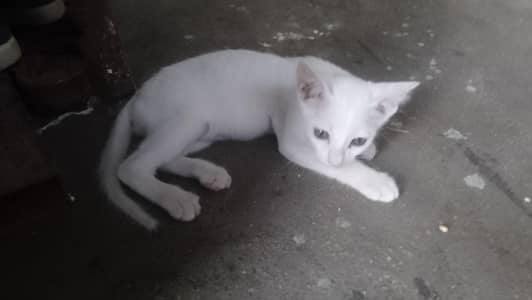 single coat White kittens available for odeption