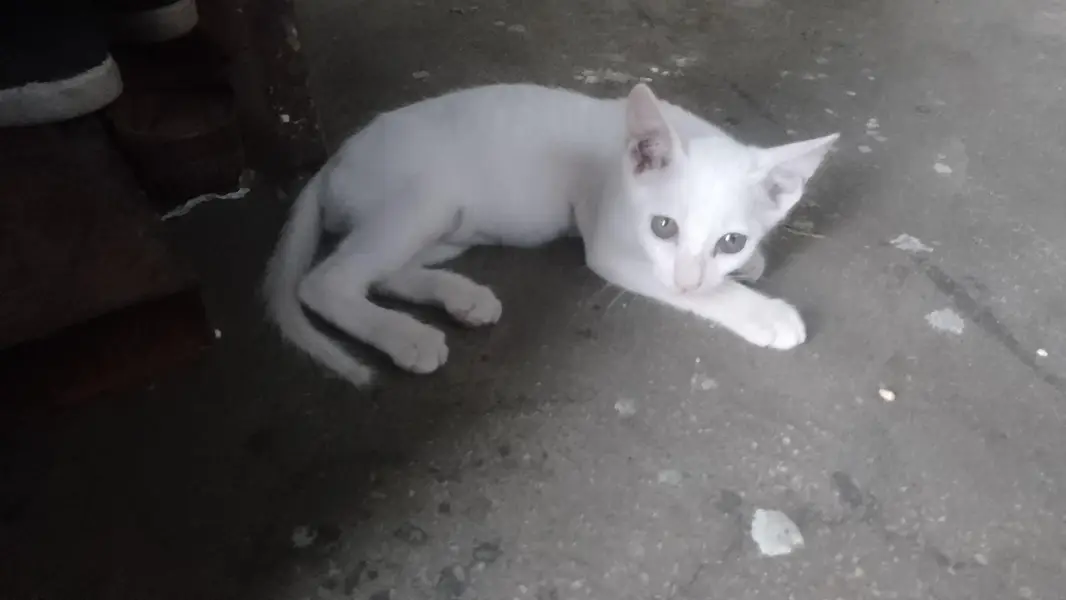 single coat White kittens available for odeption — photo 2