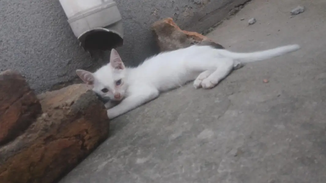single coat White kittens available for odeption — photo 3