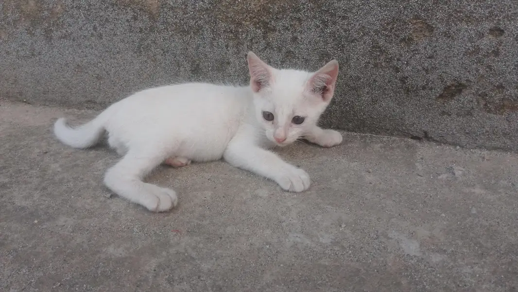 single coat White kittens available for odeption — photo 4