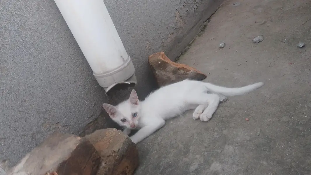 single coat White kittens available for odeption — photo 5