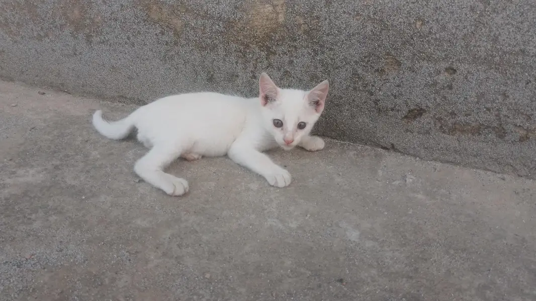 single coat White kittens available for odeption — photo 6