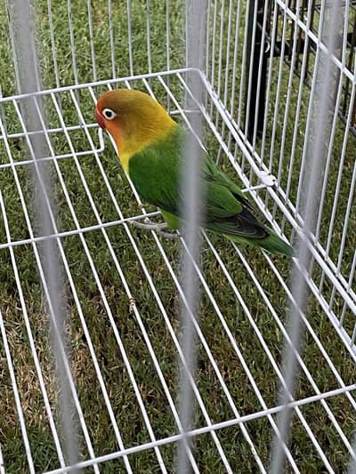 Love bird