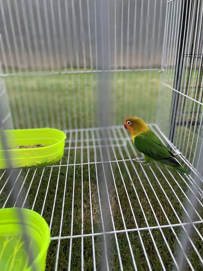 Love bird — photo 2