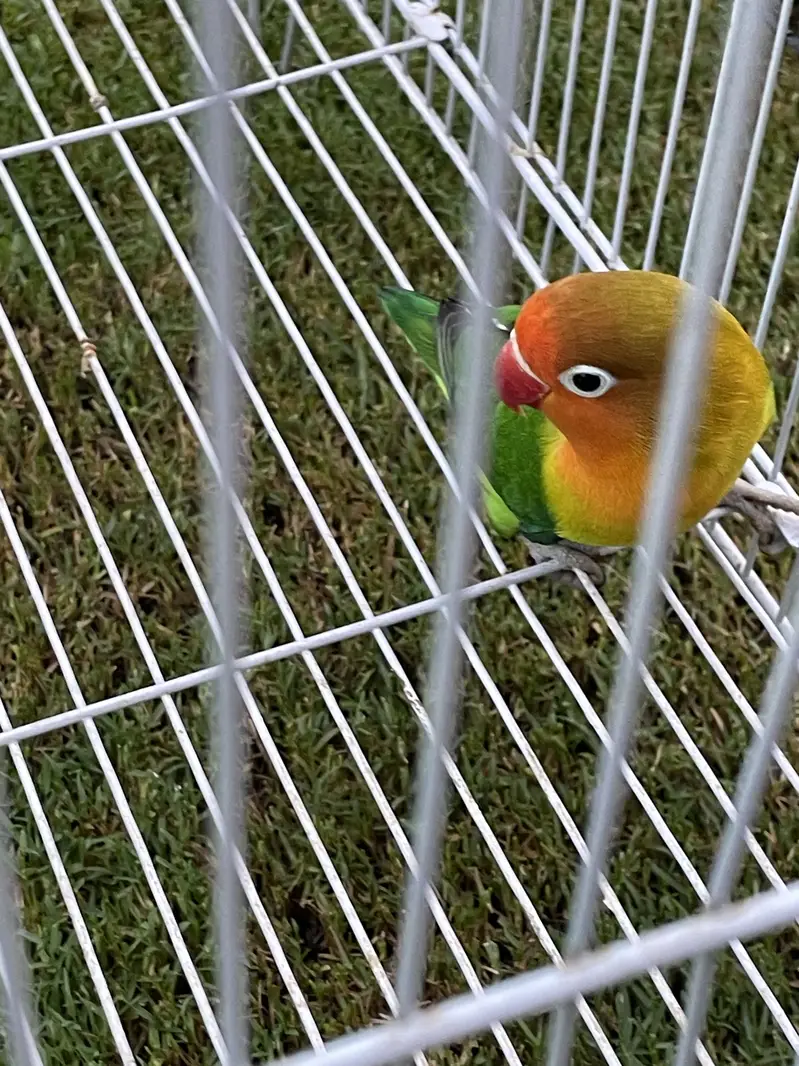 Love bird — photo 3
