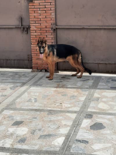Highly Pedigreed Young Male For Sale