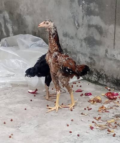 Aseel /Female