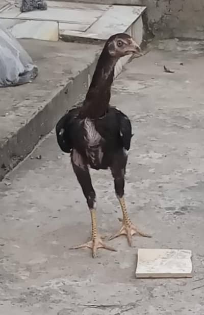 Aseel /Female
