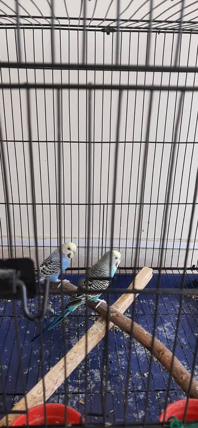 budgies for sale