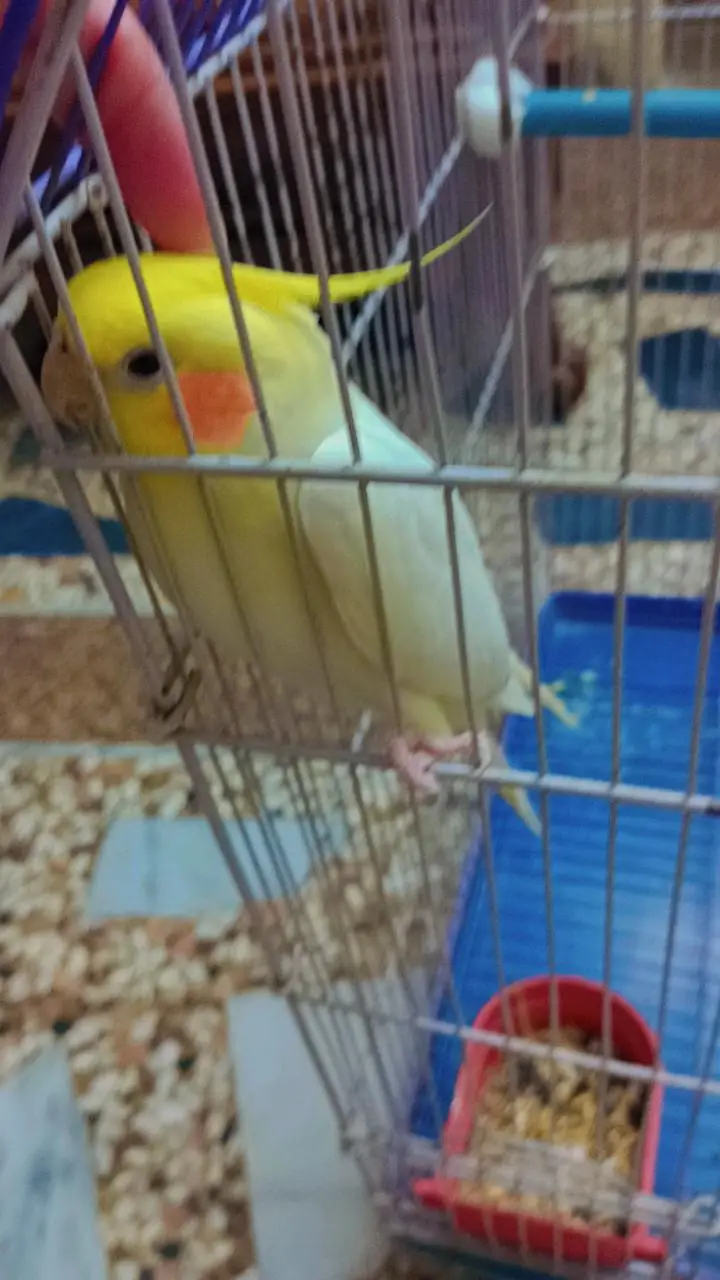 talking playful handtame cocktail parrot — photo 2