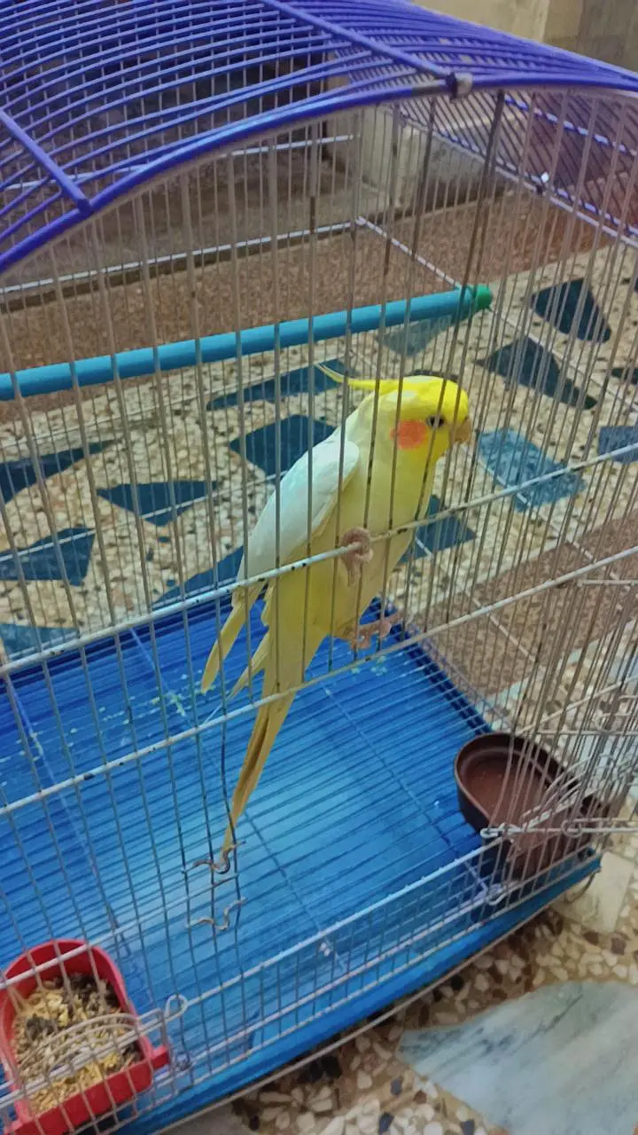talking playful handtame cocktail parrot — photo 3