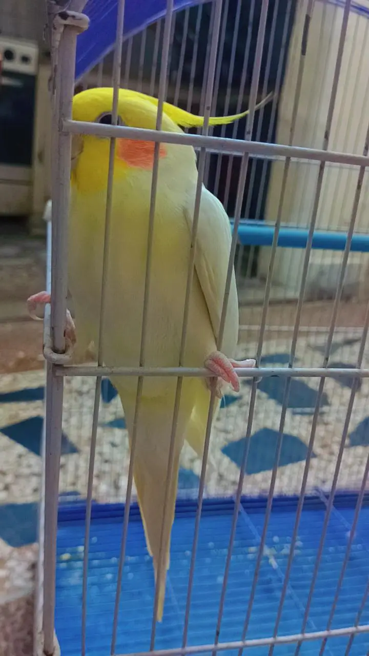 talking playful handtame cocktail parrot — photo 4