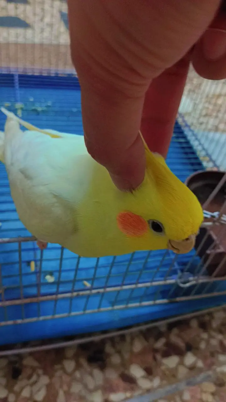 talking playful handtame cocktail parrot — photo 5