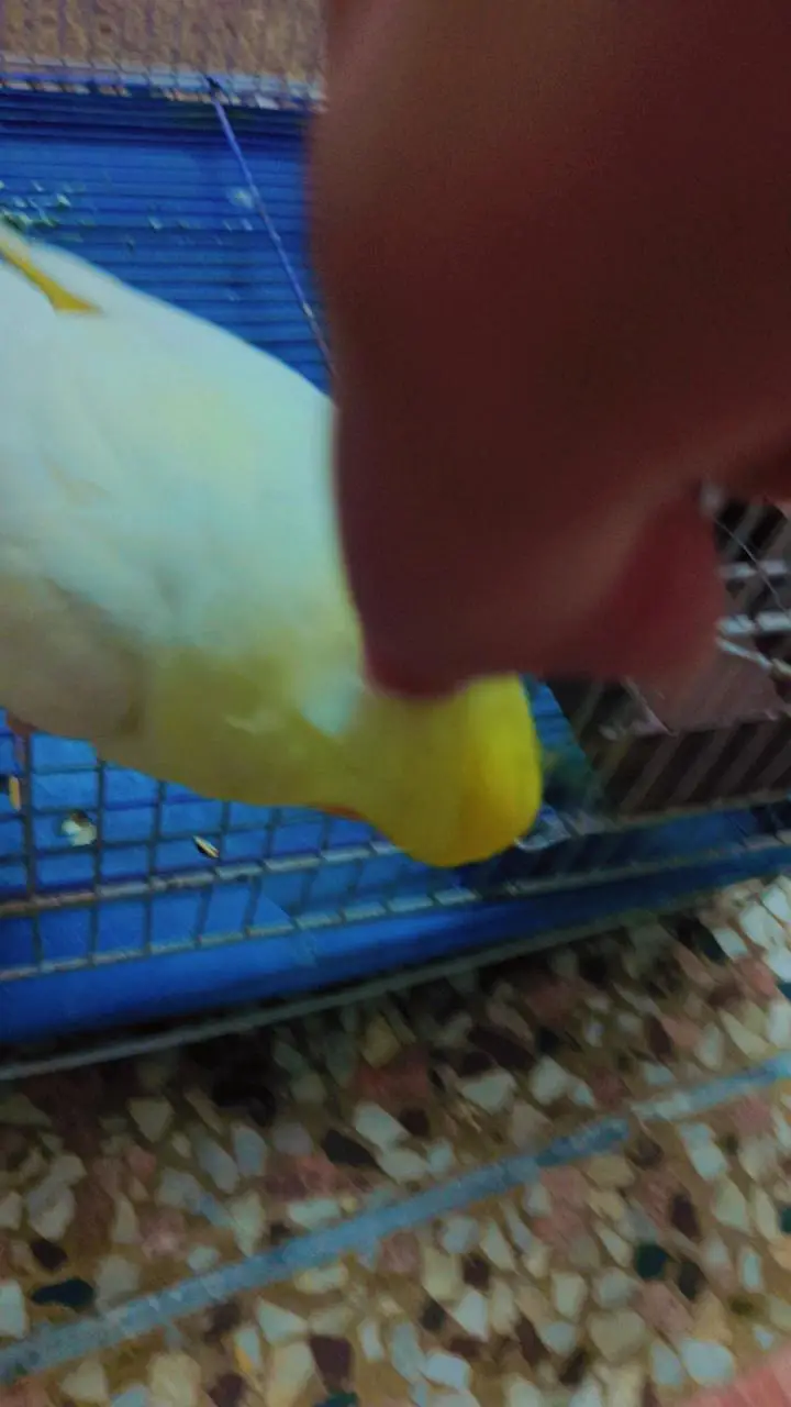 talking playful handtame cocktail parrot — photo 6