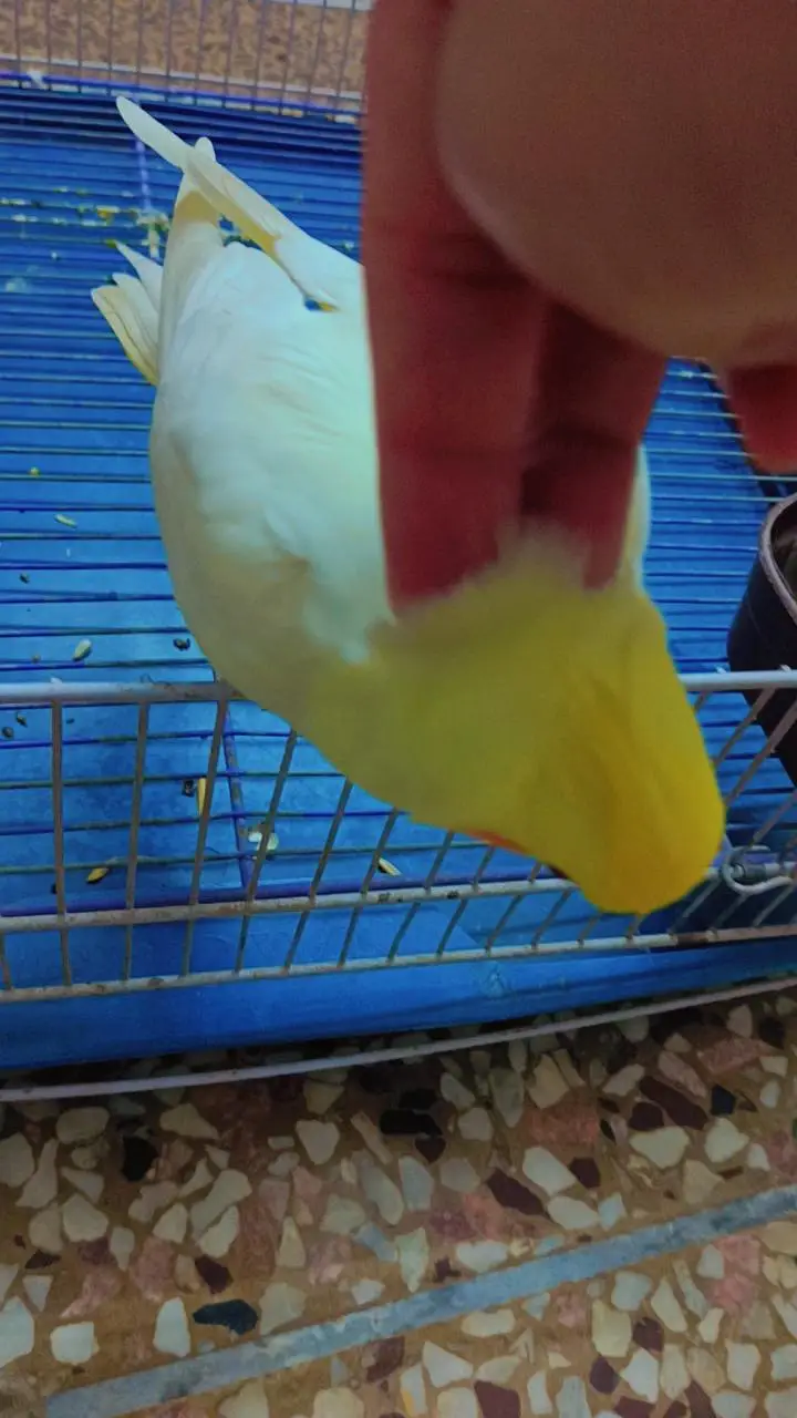 talking playful handtame cocktail parrot — photo 7