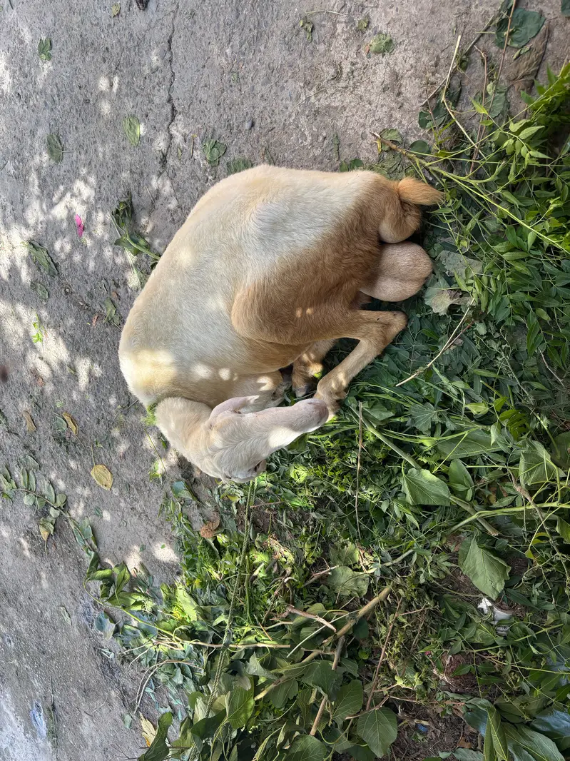 Healthy Desi Sheep / Dumba for Sale – Qurbani Ready — photo 4