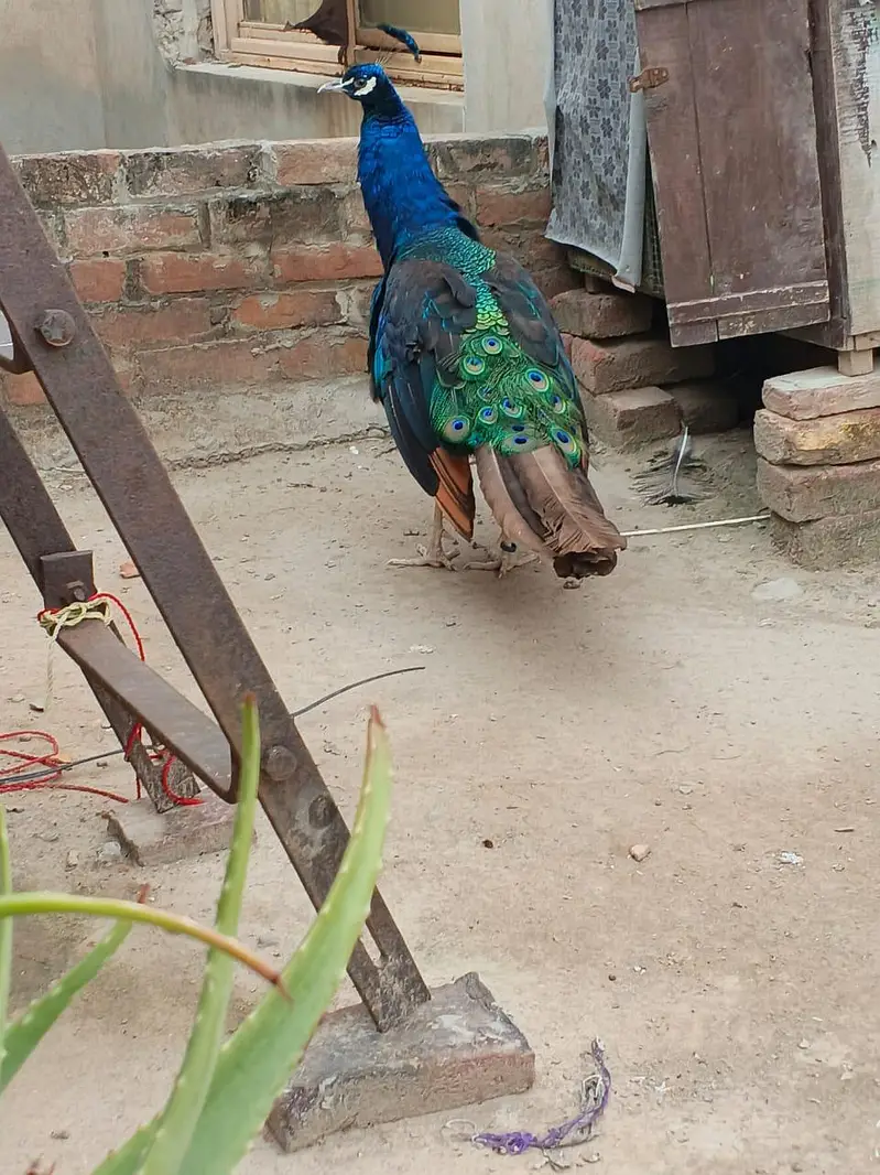 peacock