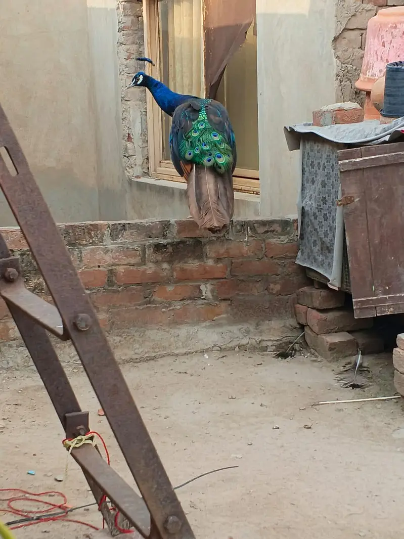 peacock — photo 2