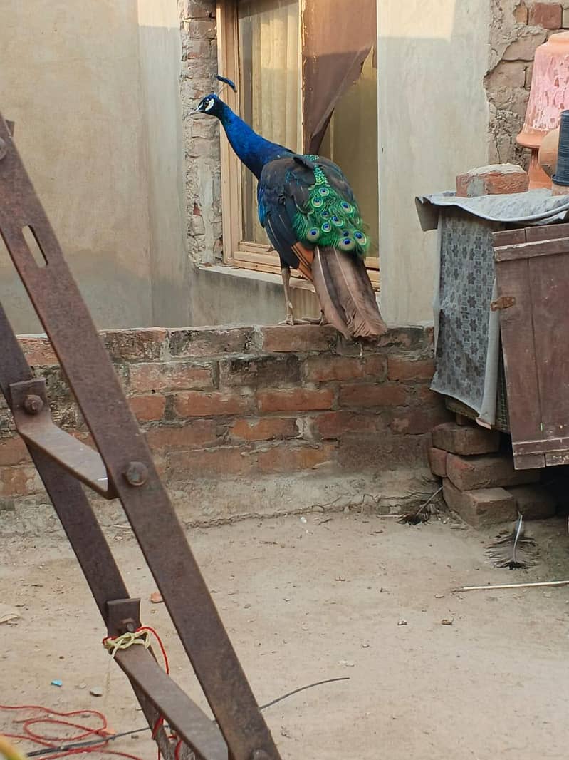 peacock 2