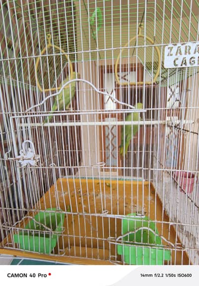 Green Ringneck Parrot for sale