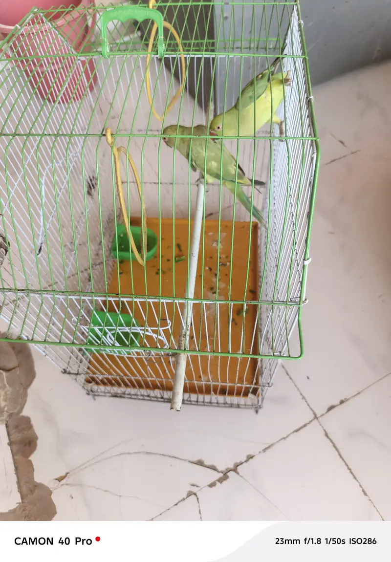 Green Ringneck Parrot for sale — photo 2