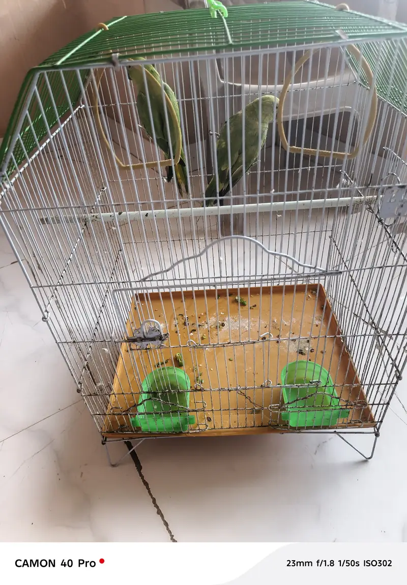 Green Ringneck Parrot for sale — photo 3