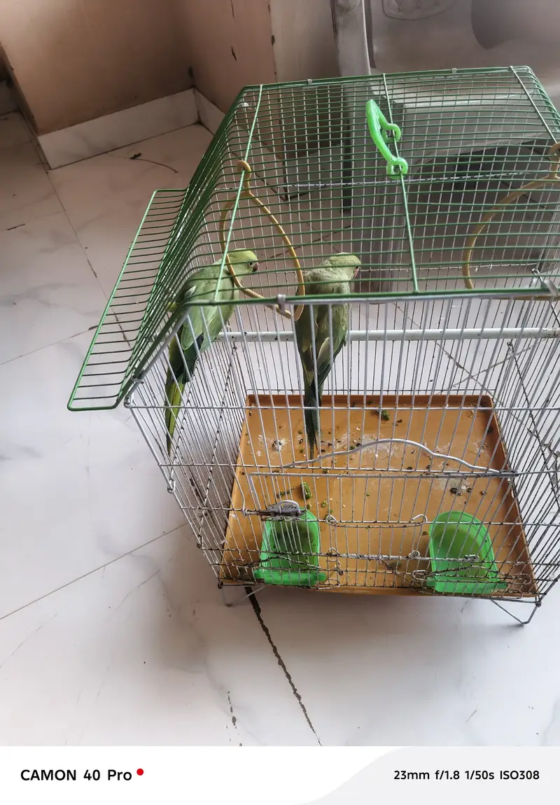 Green Ringneck Parrot for sale — photo 4