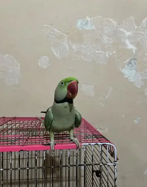 Raw parrot kashmiri acchi quality age 11 month — photo 2