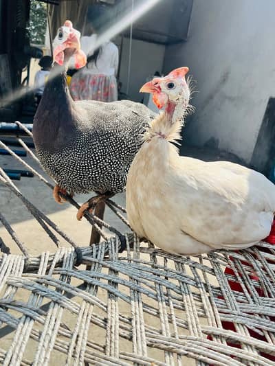 chakor pair