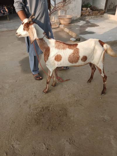 bakri for sale what's up 03411085534