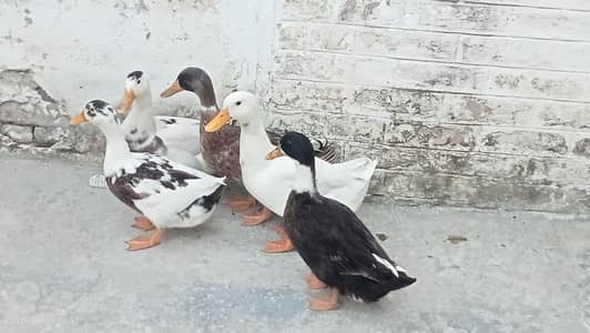Fully grown fresh double pair of ducks ready for laying eggs