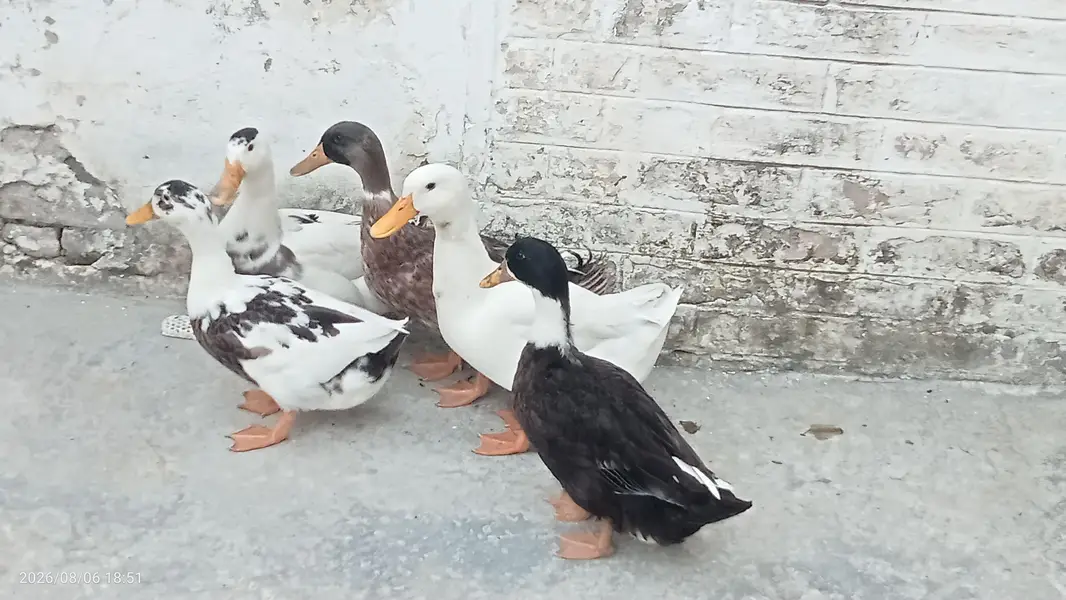 Fully grown fresh double pair of ducks ready for laying eggs