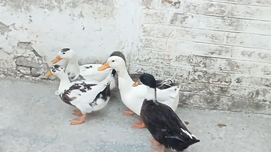 Fully grown fresh double pair of ducks ready for laying eggs — photo 2