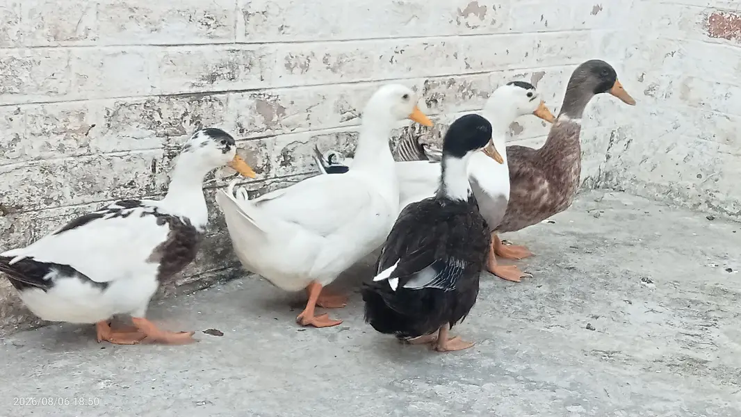 Fully grown fresh double pair of ducks ready for laying eggs — photo 3