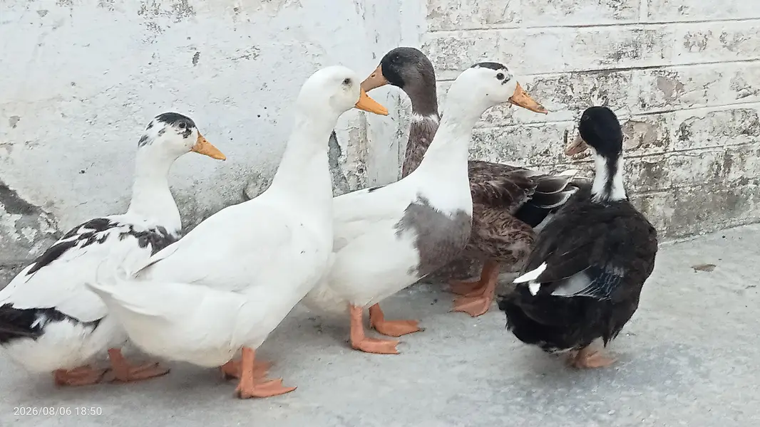 Fully grown fresh double pair of ducks ready for laying eggs — photo 4