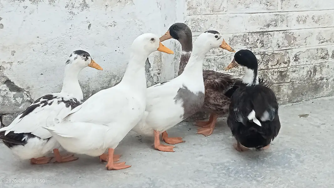Fully grown fresh double pair of ducks ready for laying eggs — photo 5