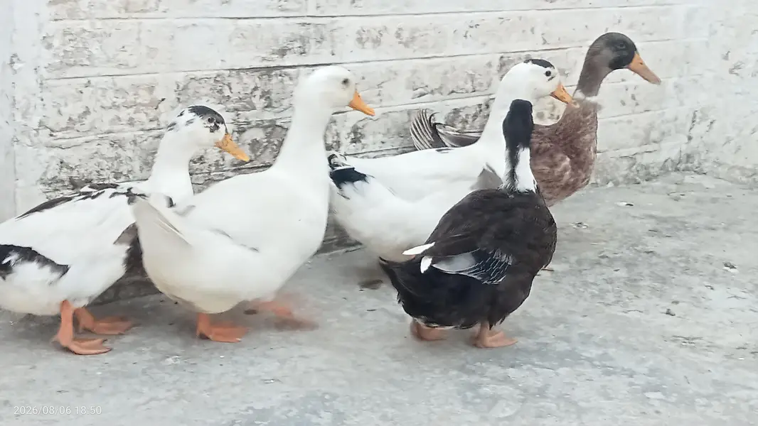 Fully grown fresh double pair of ducks ready for laying eggs — photo 6