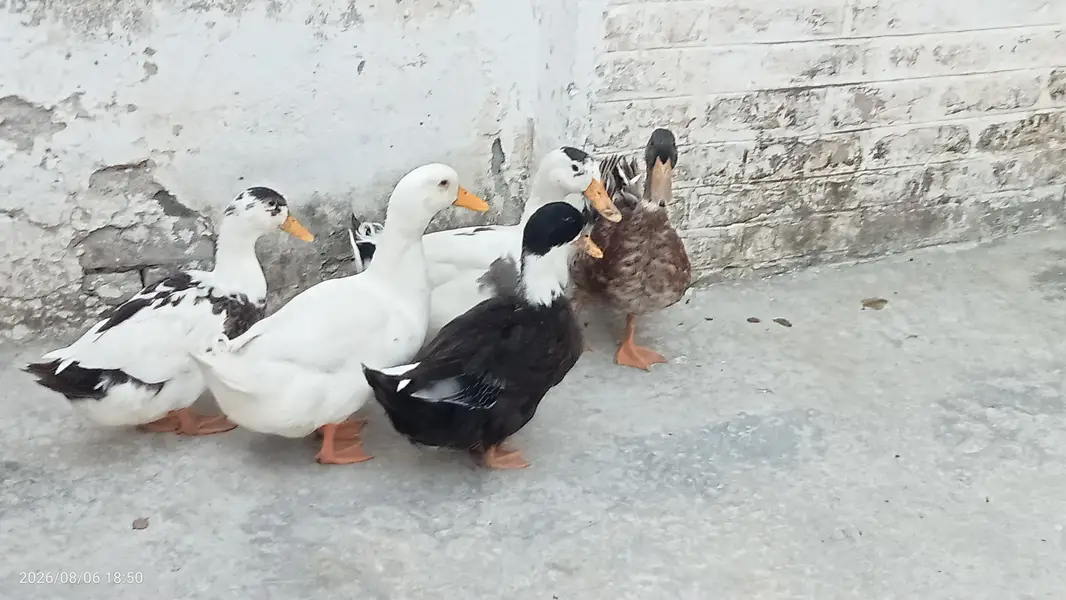 Fully grown fresh double pair of ducks ready for laying eggs — photo 7