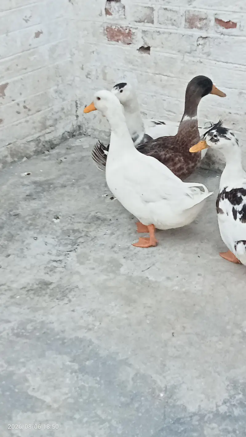 Fully grown fresh double pair of ducks ready for laying eggs — photo 8