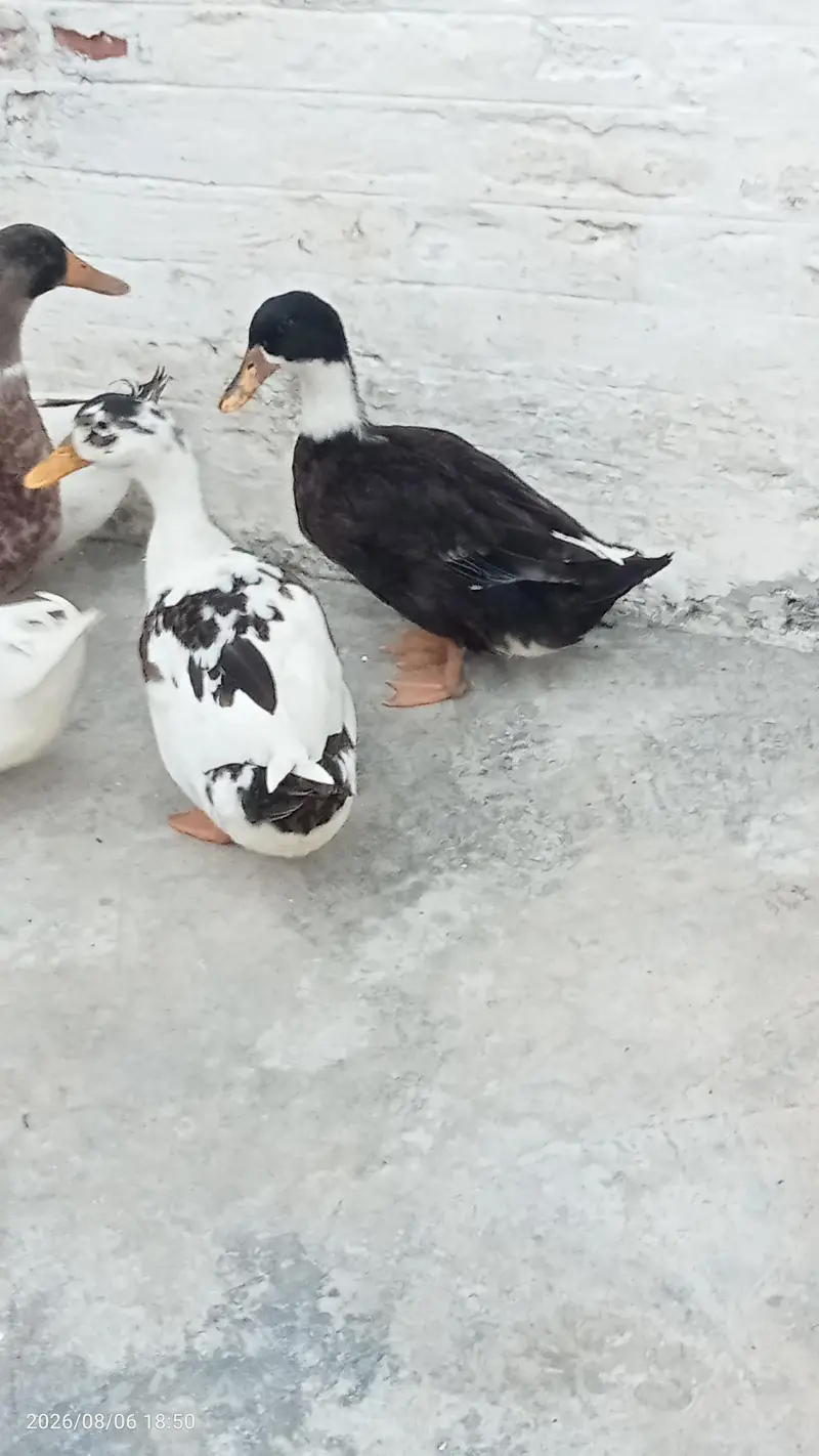 Fully grown fresh double pair of ducks ready for laying eggs — photo 9
